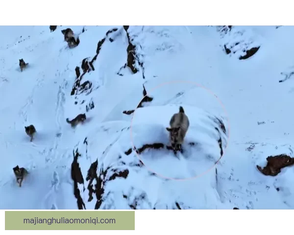 圣贝拿度与施亚拉比赛全程回顾及关键战术分析